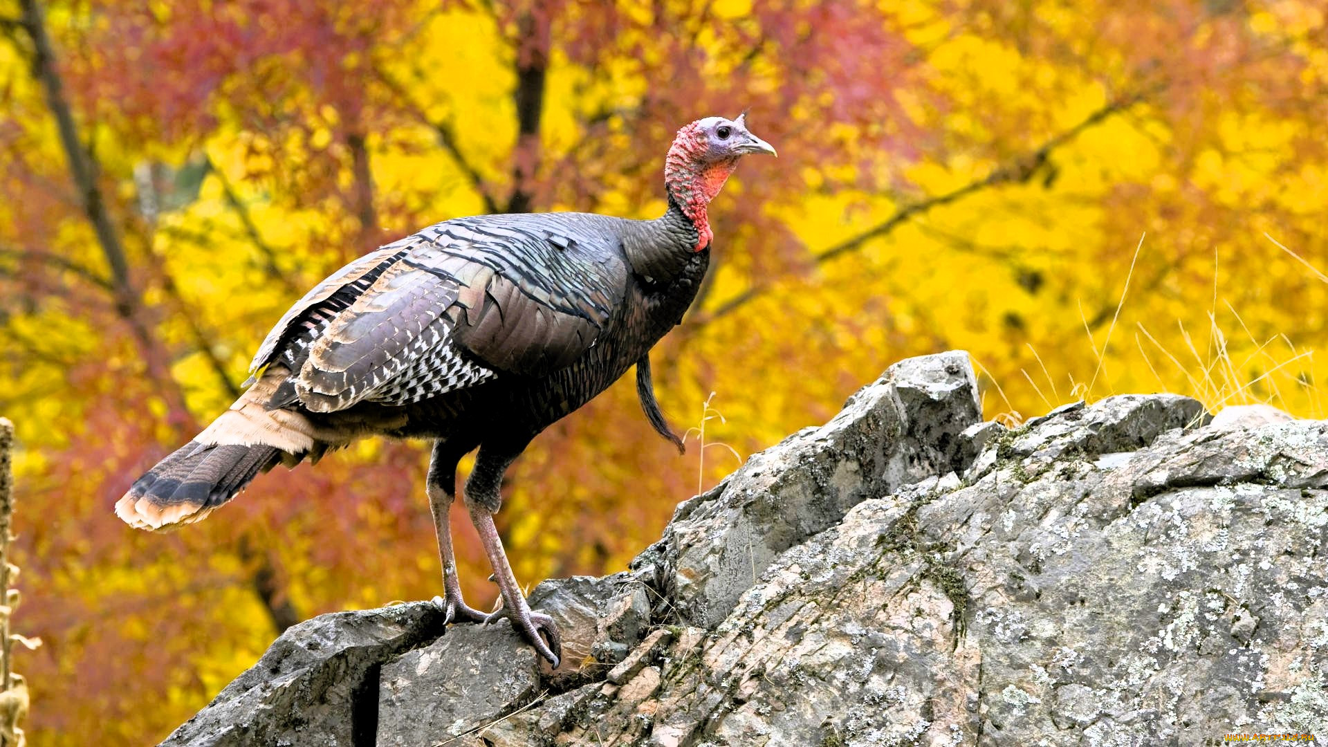 ��������, ������, �����, ������, �����, ���